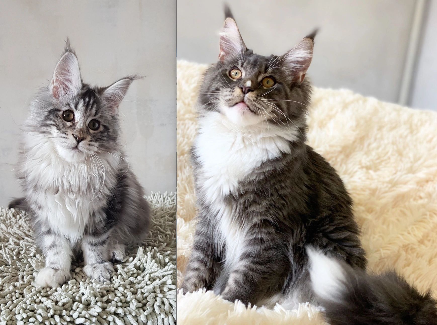 Maine Coons for Sale